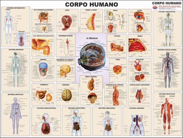 Corpo Humano