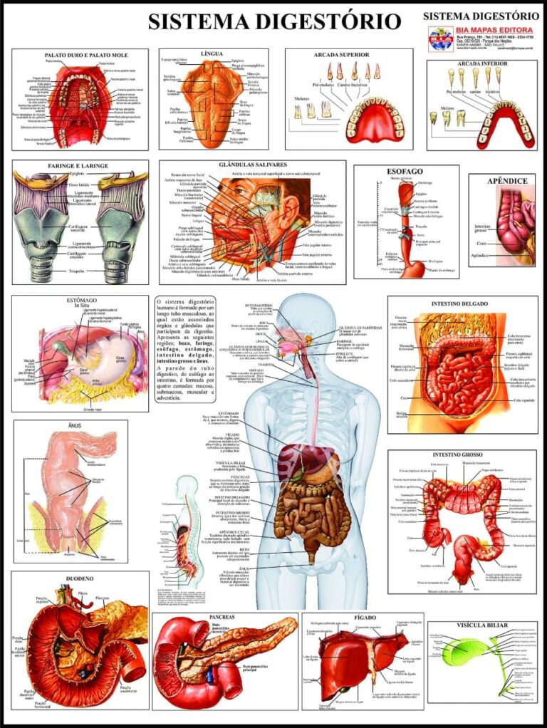 Sistema Digestório • Bia Mapas
