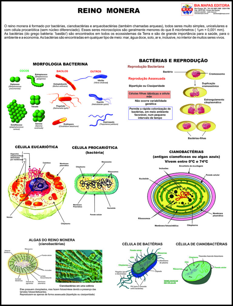 Mapa Reino Monera Bacterias Procariontes Reino Monera