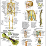 Anatomia • Bia Mapas