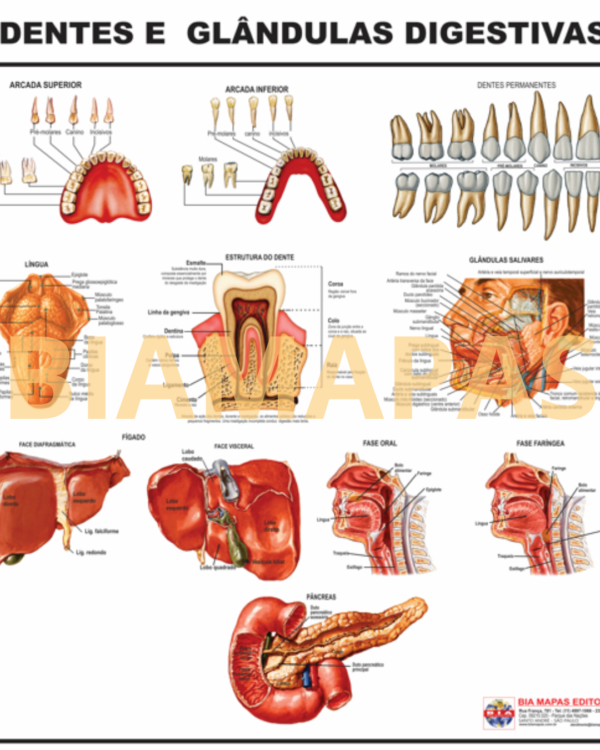 Dentes e Glândulas Digestivas