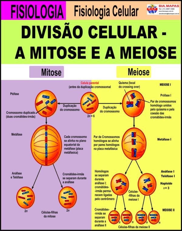 Divisão Celular - Mitose e Meiose